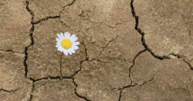 flor no deserto-esperança e otimismo - cultura de ifa orunmila