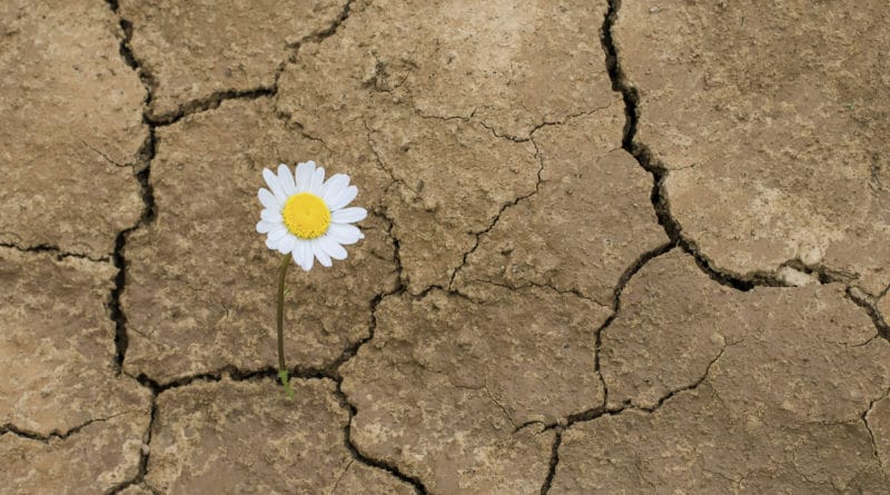 flor no deserto-esperança e otimismo - cultura de ifa orunmila